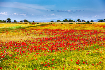Mohblumenfeld mit blauem Himmel