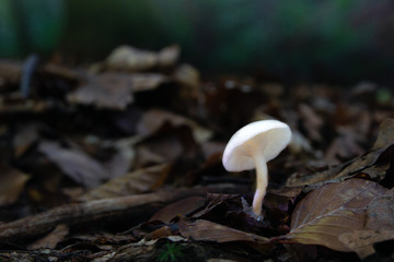 Mushroom, photo Czech Republic, Europe