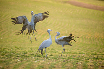 Close up image of Blue Cranes on a wheat field in the overberg of south africa