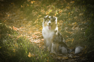 Obraz premium Adult australian shepherd is in nature in grass. She has so funny face.