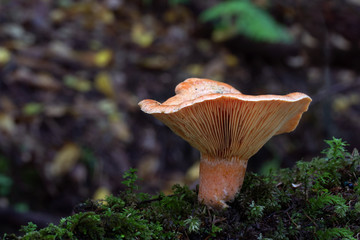 Mushroom, photo Czech Republic, Europe