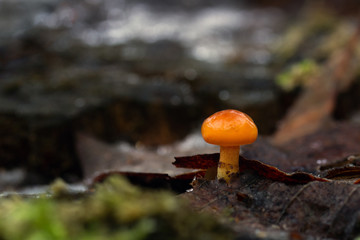 Mushroom, photo Czech Republic, Europe