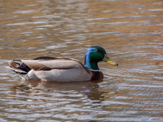 Duck close-up portrait in the water in spring.