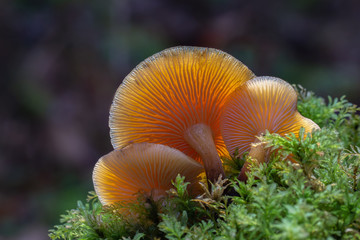 Mushroom, photo Czech Republic, Europe