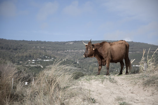 A Brown Corriente Cattle Breed with two horns standing with a hilly mountain view