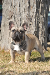 Junior French Bulldog  purebred dog on the grass