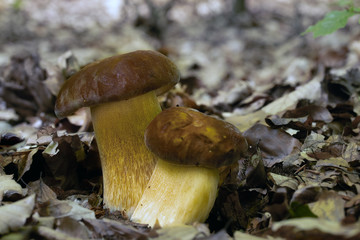 Mushroom, photo Czech Republic, Europe