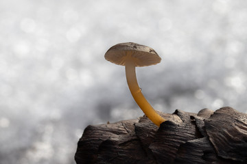 Mushroom, photo Czech Republic, Europe