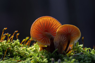 Mushroom, photo Czech Republic, Europe