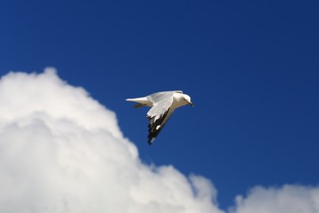 Seagull bird in flight 