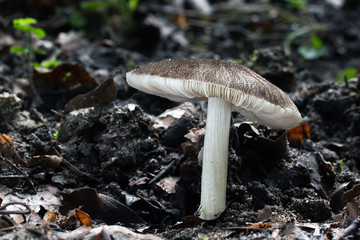 Mushroom, photo Czech Republic, Europe