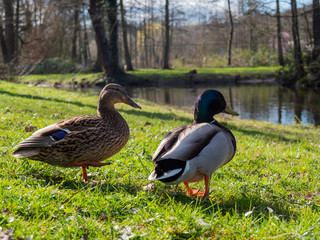 Naklejka na ściany i meble Birds and animals in wildlife concept. Amazing closeup view of brown mallard female and male duck on the grass on sunlight with others swimming nearby in water of park river landscape. 