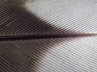 macro of a bird feather
