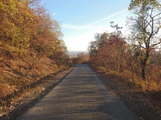 road in autumn