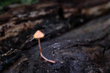 Mushroom, photo Czech Republic, Europe
