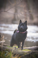 Young female of schipperke is sitting on trunk near to the water. She has so nice face. She is so patient model.