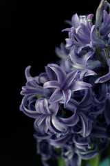 Fototapeta premium Blooming blue hyacinth flower on a black background, close up
