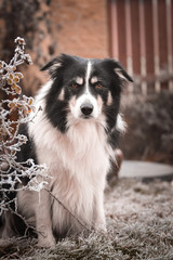 Adult male of border collie is sitting in frozen grass  He is so cute. Winter in Prague.