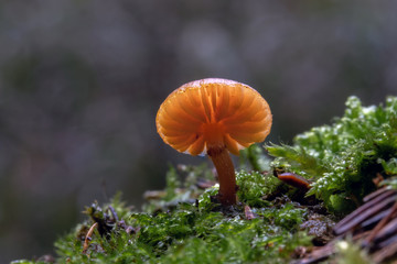 Mushroom, photo Czech Republic, Europe