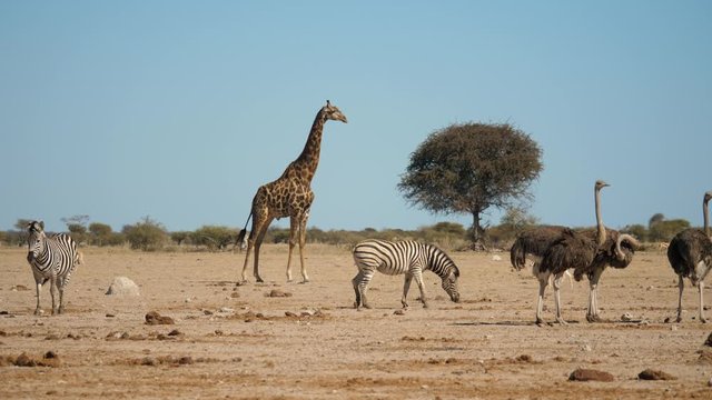 Landscape of ostriches, zebra and a single giraffe standing on the barren plains of Africa as a herd of springbok leap by in the background. Also pictured: a zebra taking a dust bath.