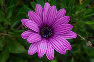 Fototapeta premium Flor morada con gotas de lluvia