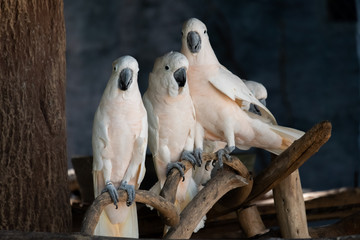Cockatoo