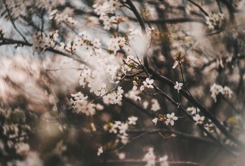 spring blossom tree flowers. tree branches