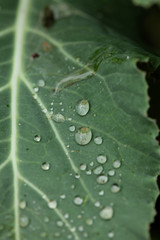 Hoja de lechuga con gotas de lluvia