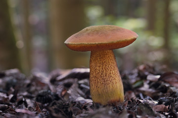 Mushroom, photo Czech Republic, Europe