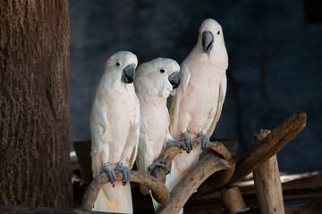 Cockatoo