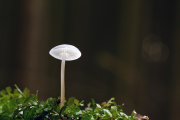Mushroom, photo Czech Republic, Europe