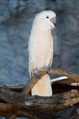 Cockatoo