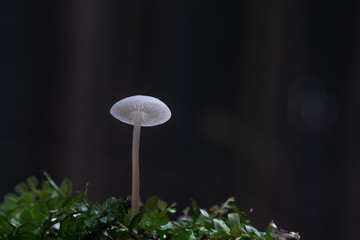 Mushroom, photo Czech Republic, Europe