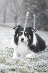 Adult border collie is lying in frozen grass. He has so funny face