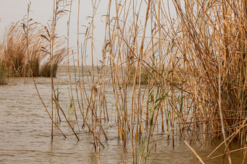 Paisaje de una lago con cañas