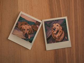 Dos polaroids de un golden retriever