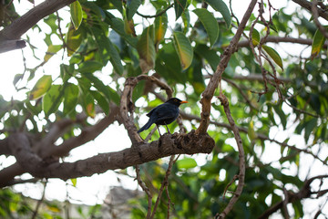 Pajaro negro apoyado en la rama