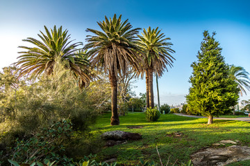 Obraz premium In a park in Sydney, Australia at a cloudy day in summer.