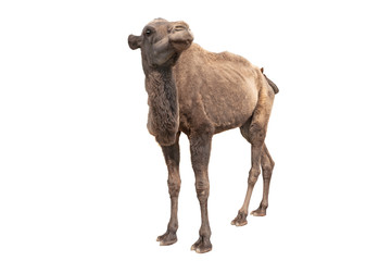 young camel is isolated on a white background