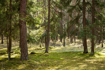 Fototapeta na wymiar Forrest - Forest Knyszyn (Poland)