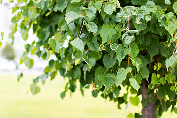 Close up view of nature green leaves with a copy space