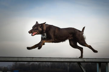 Crazy brown border collie is running in agility park on dog walk. She teachs new thing for...