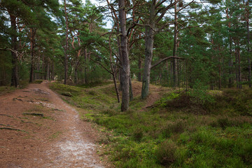 Fototapeta na wymiar Primeval forest Darß