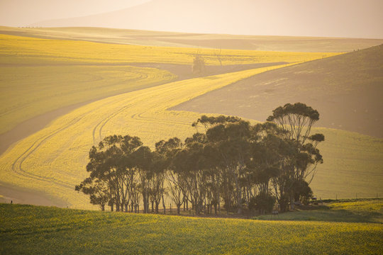 Bright green wheat fields in the overberg in the western cape in south africa