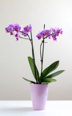 Fototapeta na wymiar les fleures d'orchidée mauve en pot violet
