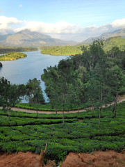 A beautiful landscape with a tea plantation and a water body in Munnar, Kerala, India