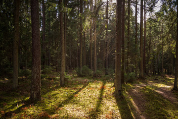 Forrest - Forest Knyszyn (Poland)