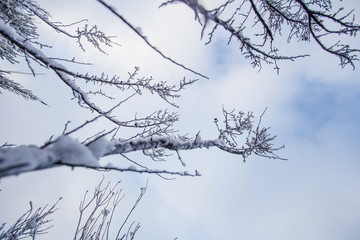 Close up image of branches covered in fresh snow near Ceres in t