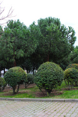 
34/5000
pine trees ball trees green