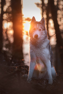 Huskyportrait